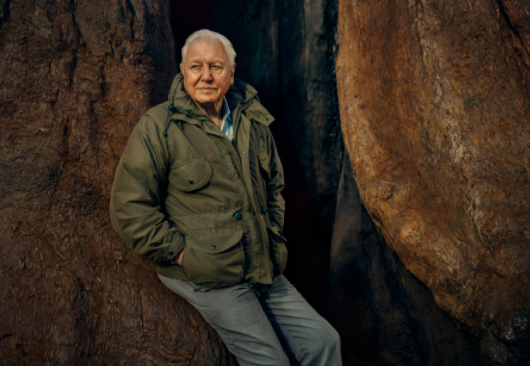 The presenter of The Green Planet is David Attenborough